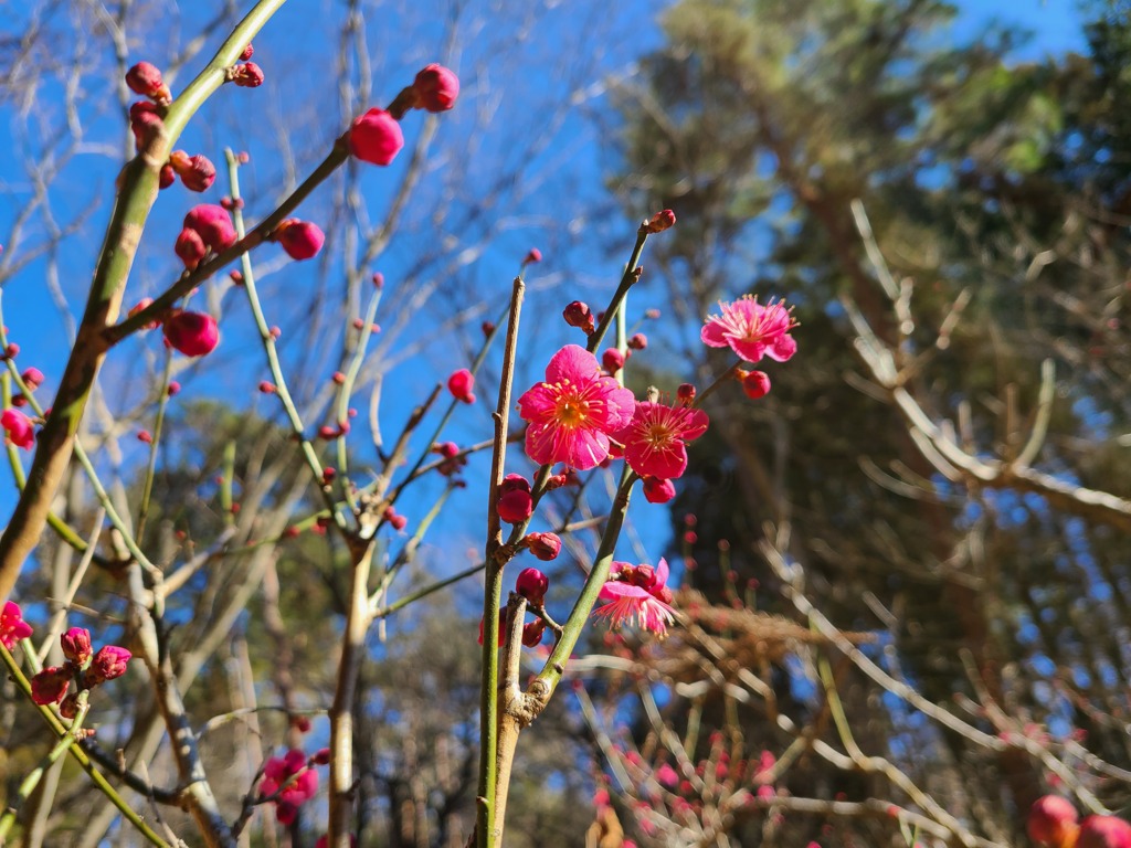 武家屋敷の紅梅２