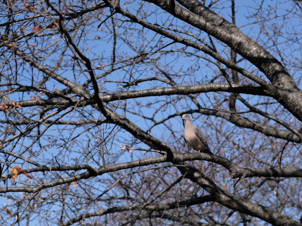 河原の野鳥 I