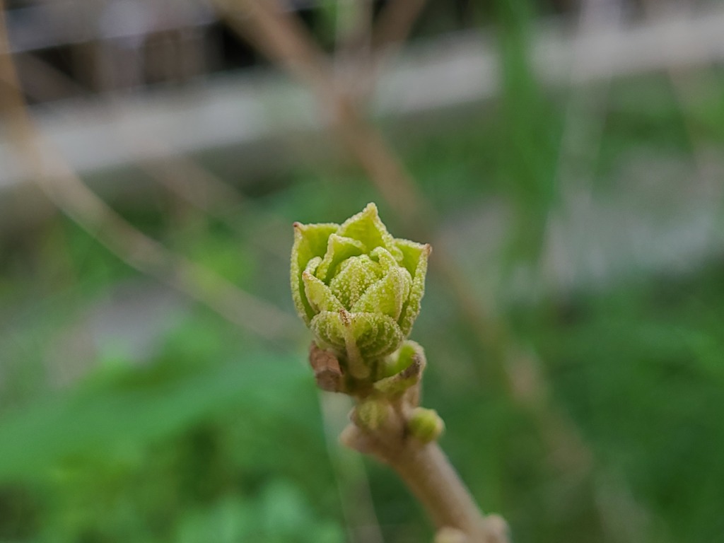 庭の植物(1)