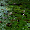 睡蓮池（４）