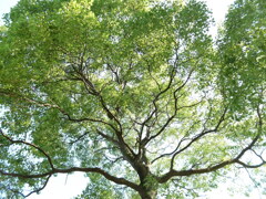木立 (1)