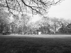 城址公園の春