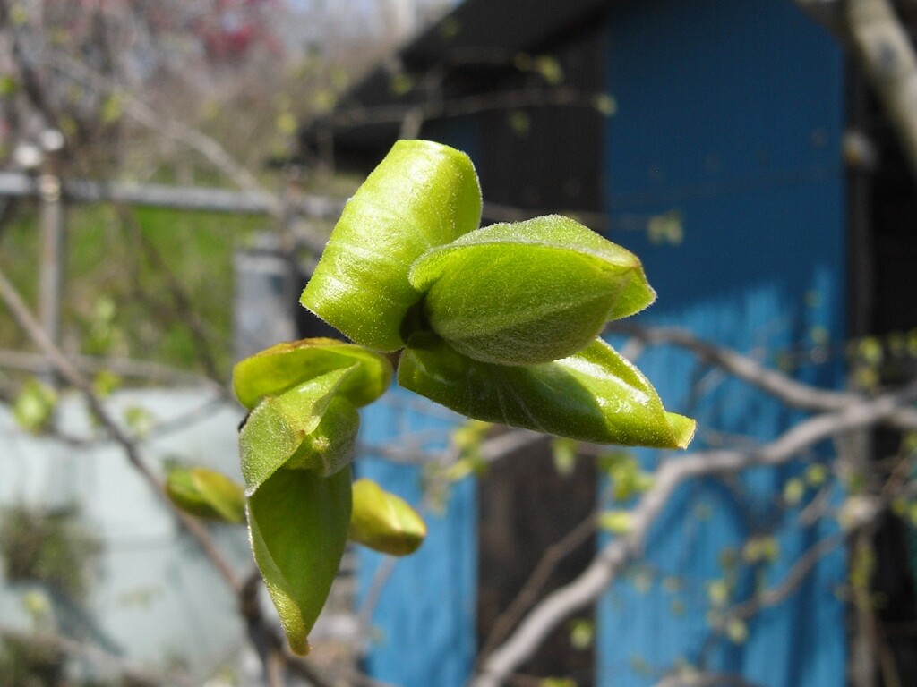 芽吹き