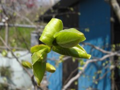 芽吹き