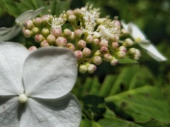 紫陽花