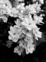 年明けましたよ