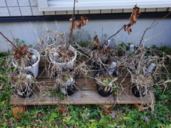 もう12日ですが