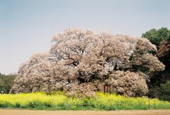 正面に向かいます