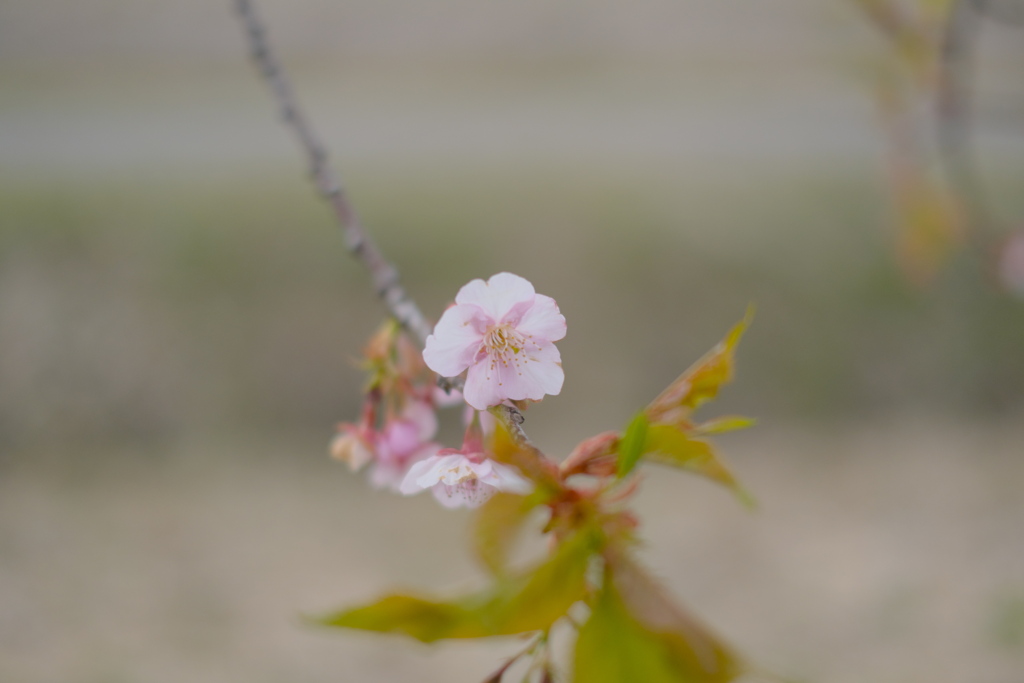 河津桜（５）