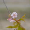 河津桜（５）