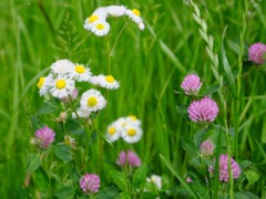 畔の花