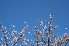 公園のソメイヨシノ