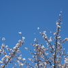 公園のソメイヨシノ
