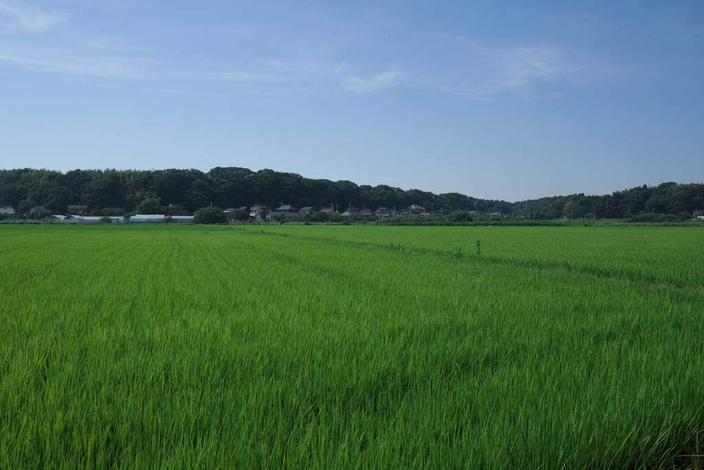 田園（２）