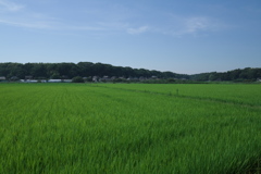 田園（２）