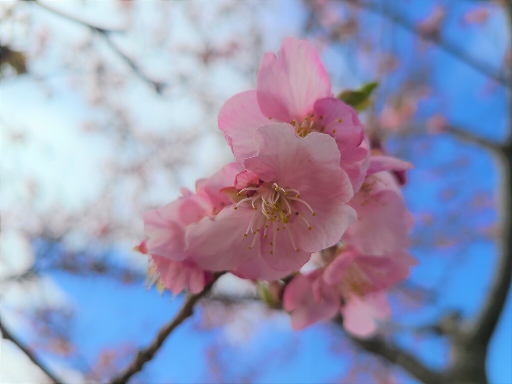 早咲きの桜 (1)