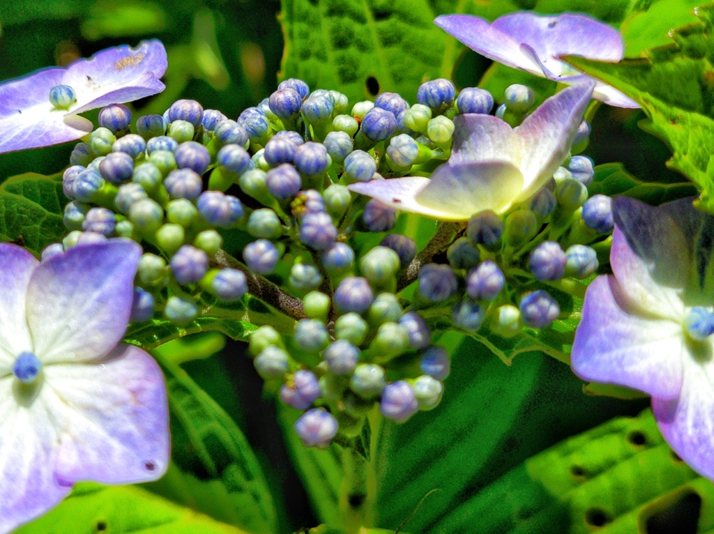 紫陽花