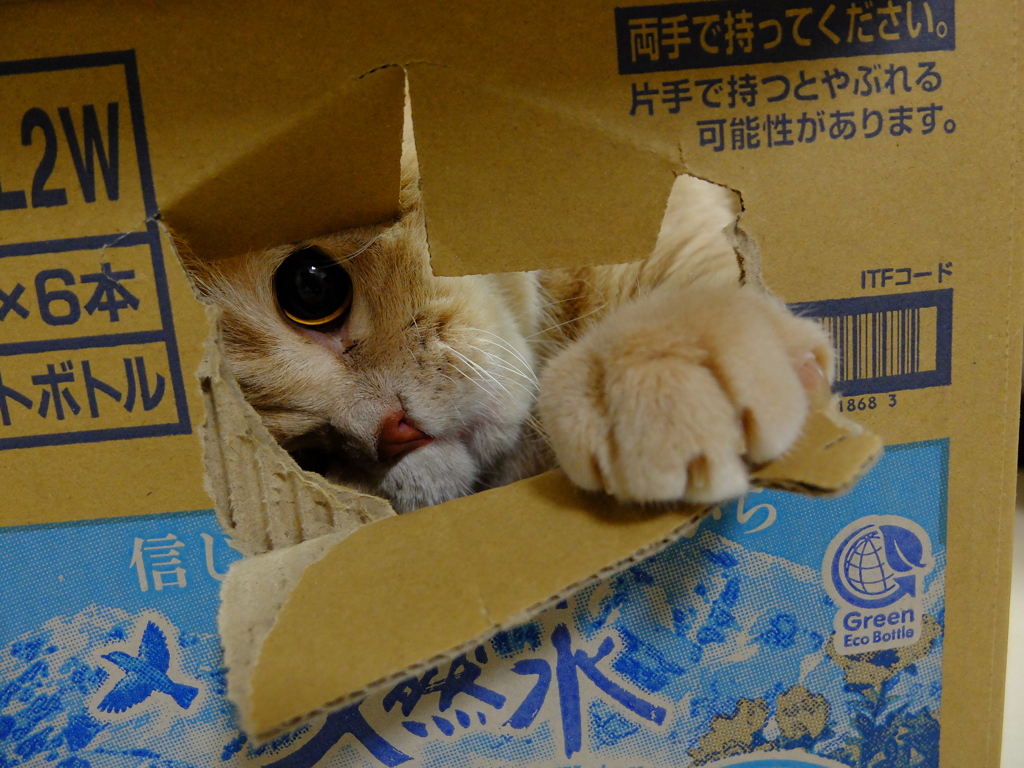 茶左丸君