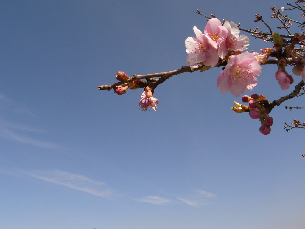 河津桜