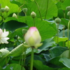 蓮（３）