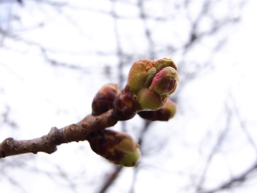 桜の蕾