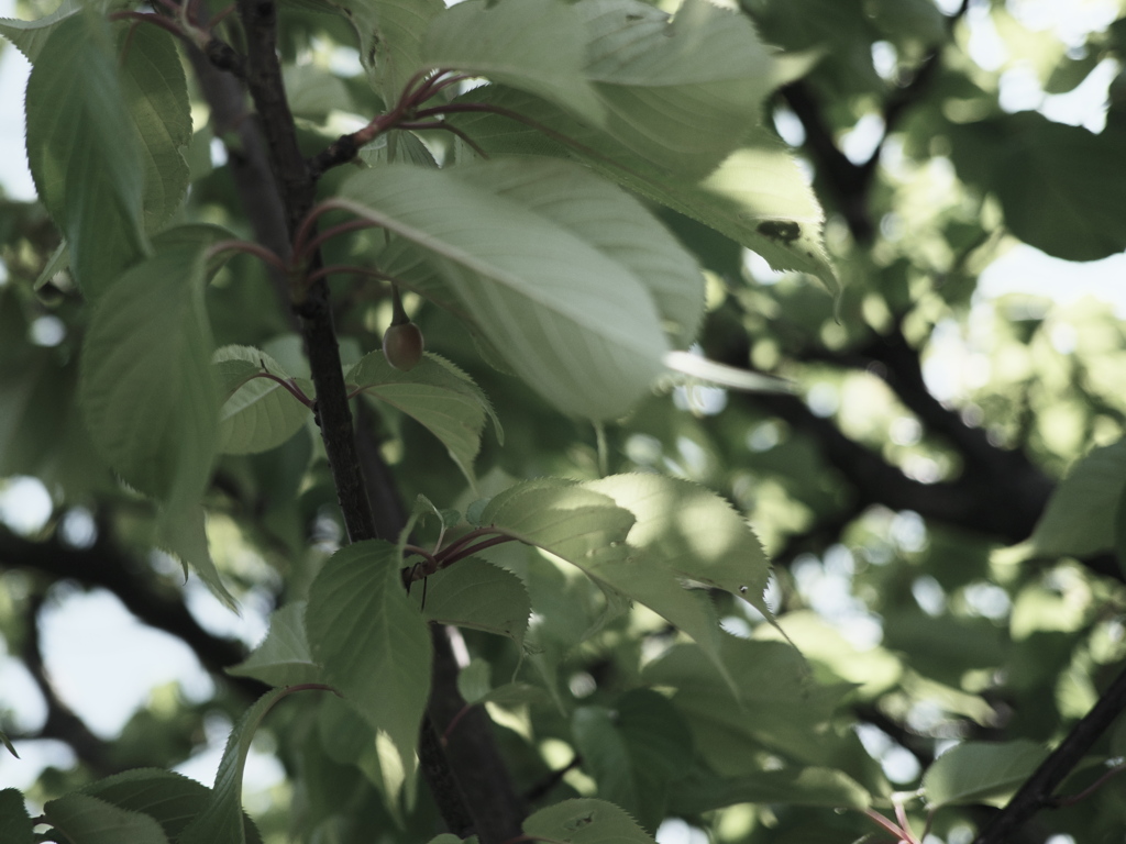 河津桜の実