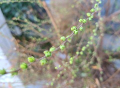 玄関先の春の兆し(2)