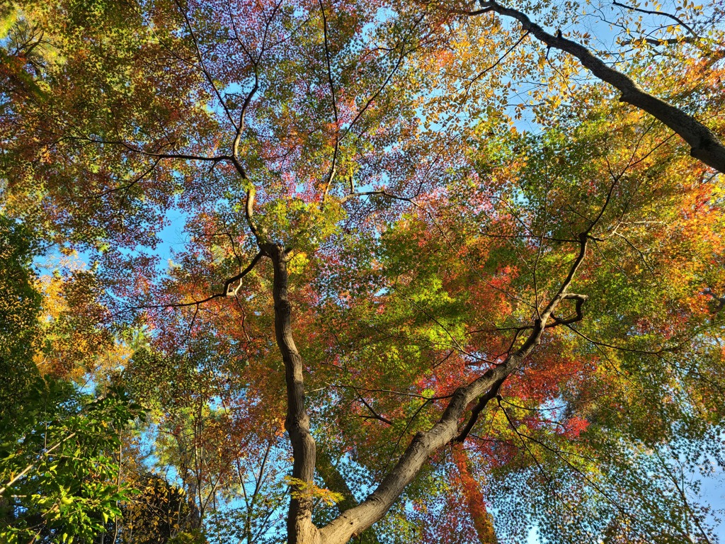清水公園の紅葉