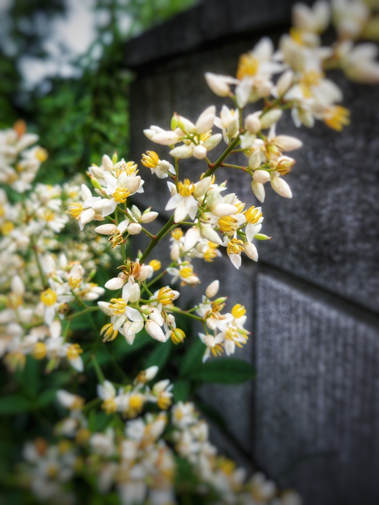 南天の花