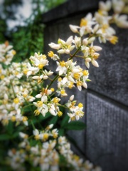 南天の花