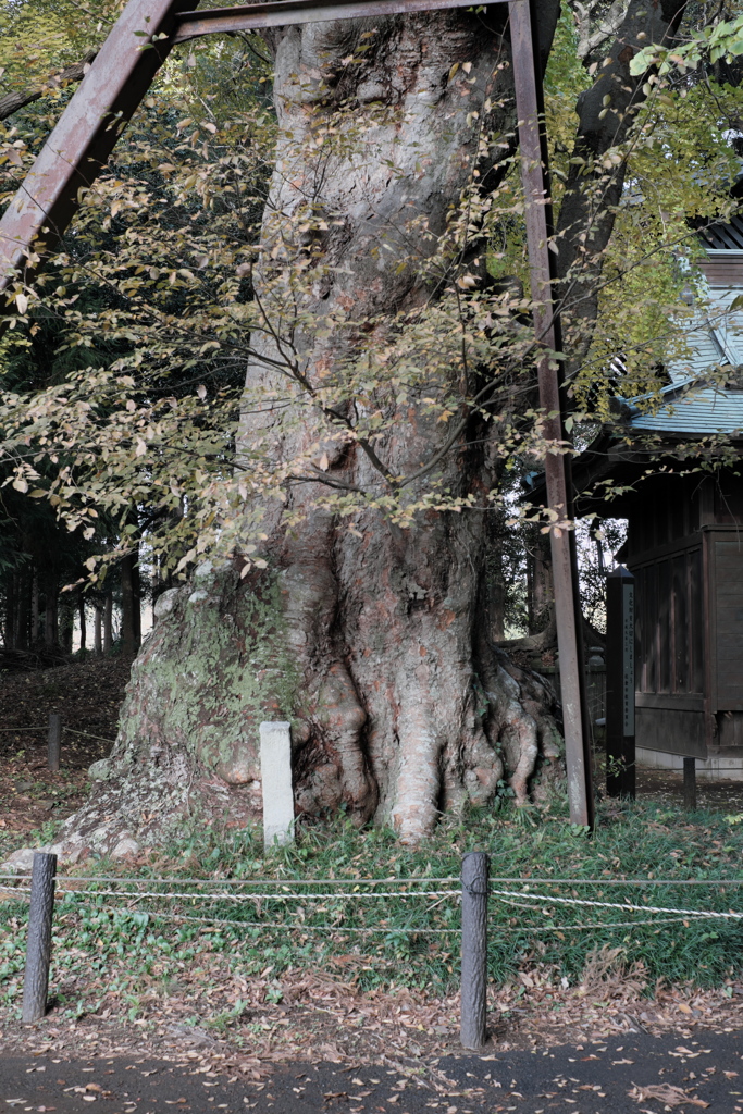 欅の根元