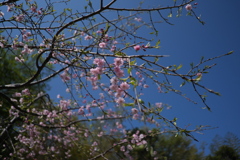 滝桜の子（８）
