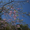 滝桜の子（８）