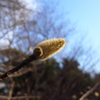 コブシの蕾