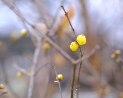 蝋梅（１）