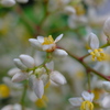 南天開花（２）