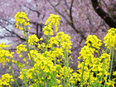 菜の花