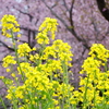 菜の花