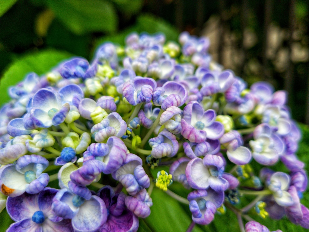 紫陽花