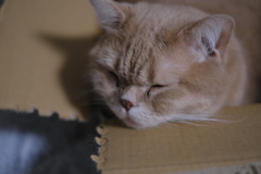春眠