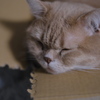 春眠
