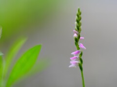ネジバナ（２）