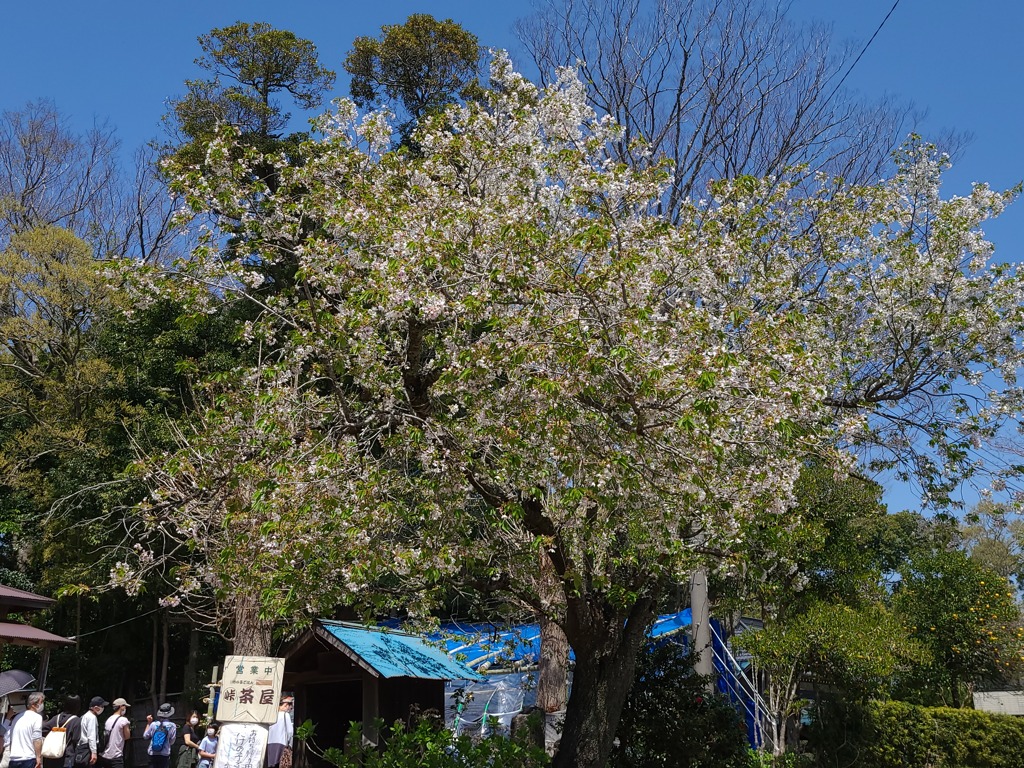 茶屋のソメイヨシノ