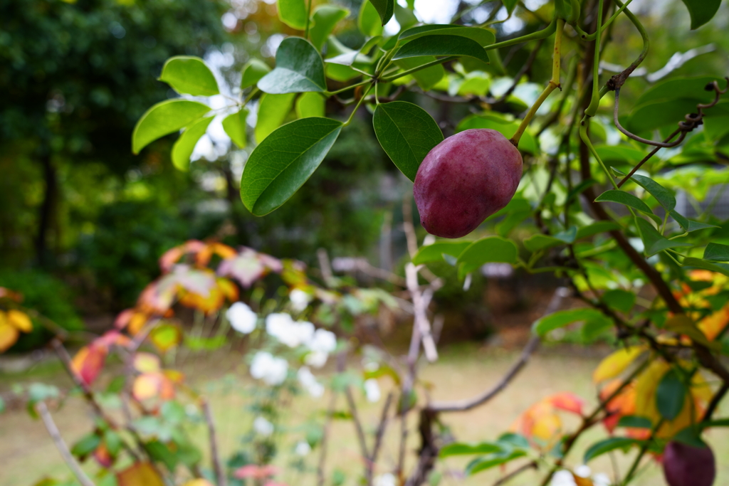 緑と花の学習園(4)