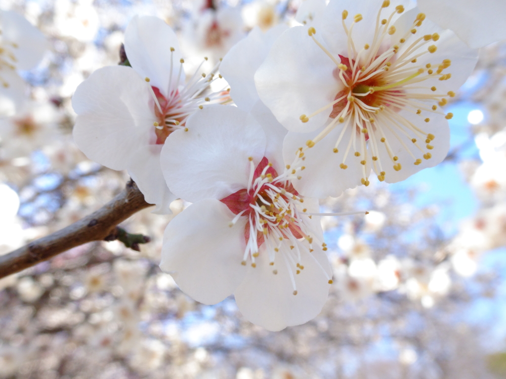 公園の白梅（１）
