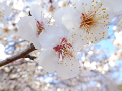 公園の白梅（１）
