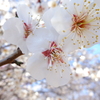 公園の白梅（１）