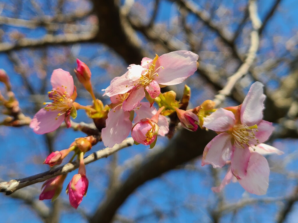 河津桜 (2)