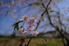 滝桜の子（９）