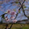 滝桜の子（９）
